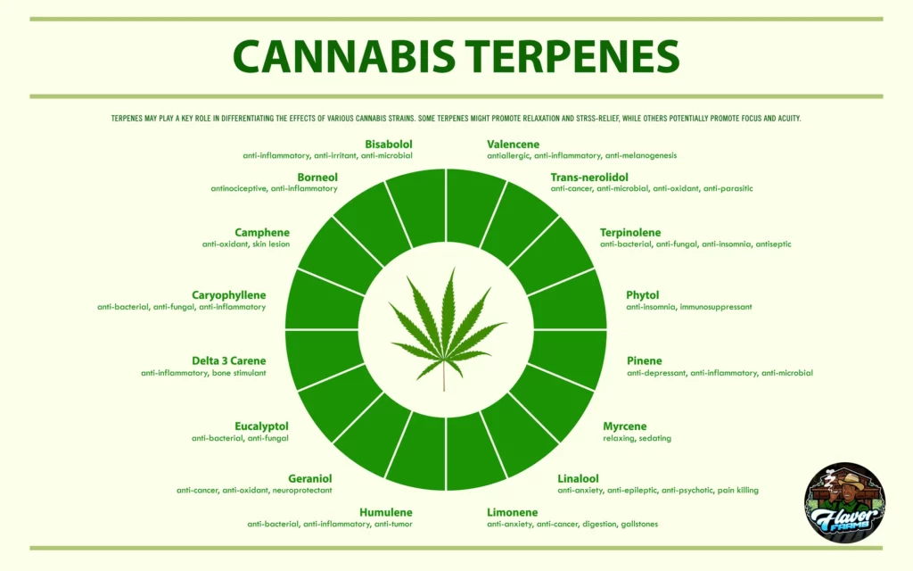 Cannabis Terpenes Benefits and Types