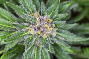 Exploring Cannabis Strains