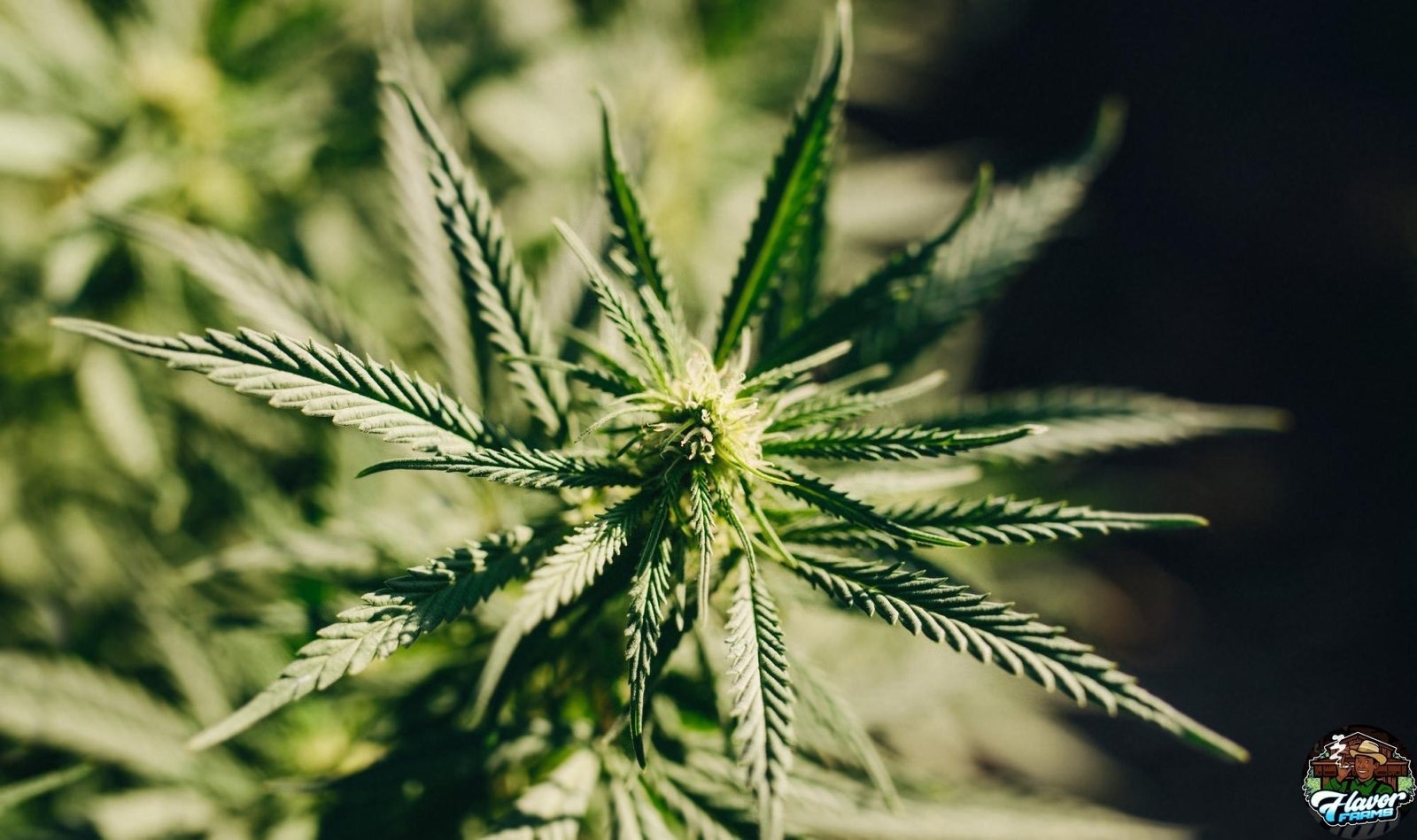 Differences Between Indica and Sativa Strains FLAVOR FARMS DC