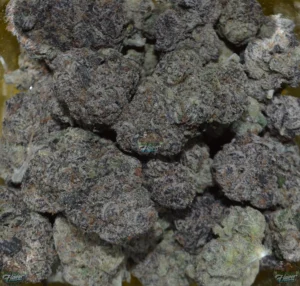 Purple Pot Gumbo Cannabis