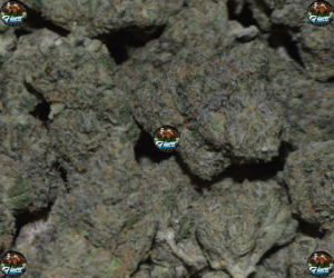 Granita Cannabis in DC