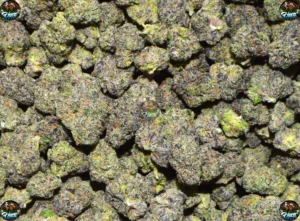 Blueberry Caviar Cannabis