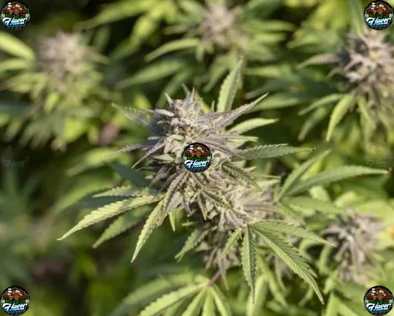 Glitter Bomb Cannabis in DC