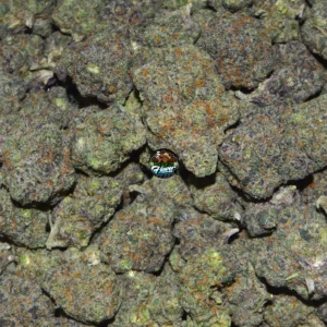 BANANA CREAM CAKE Cannabis