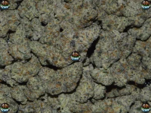 DANK INFERNO Cannabis