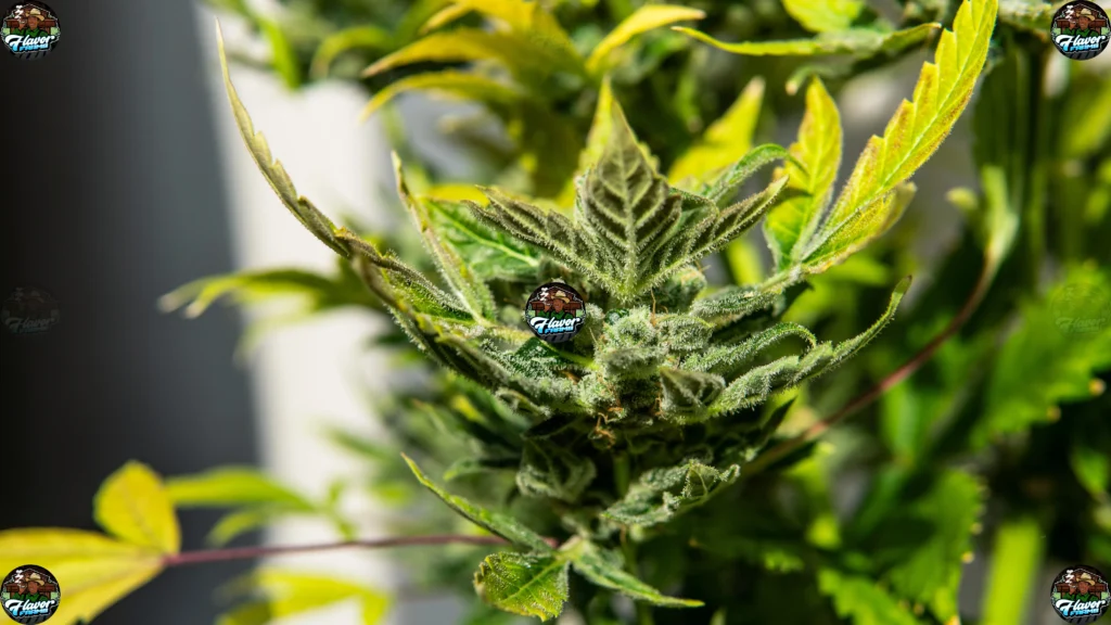 Dank Inferno Cannabis in DC