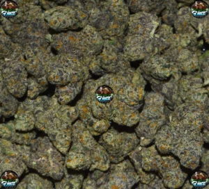 PLUSH POPS Cannabis