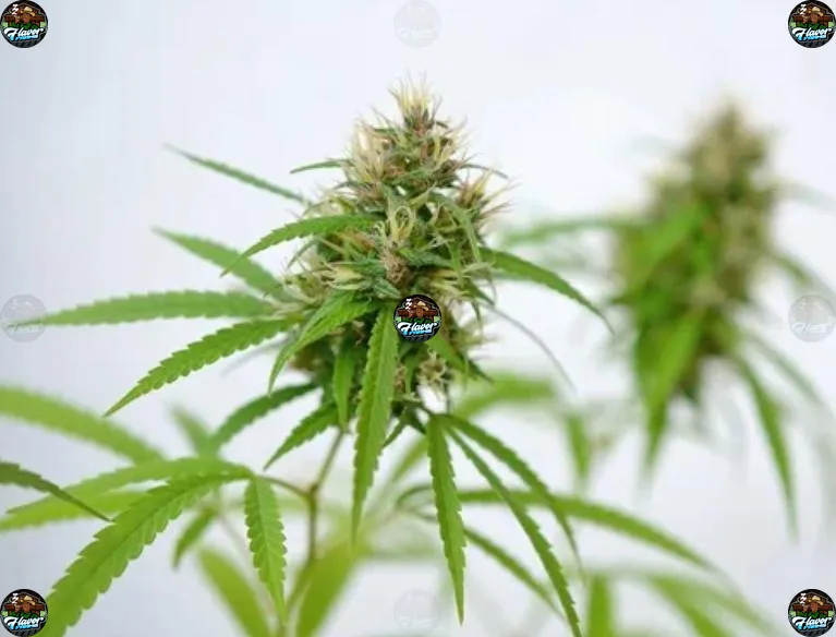 Rainbow Driver Cannabis in DC
