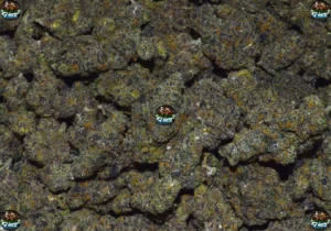JAWBREAKER CANNABIS