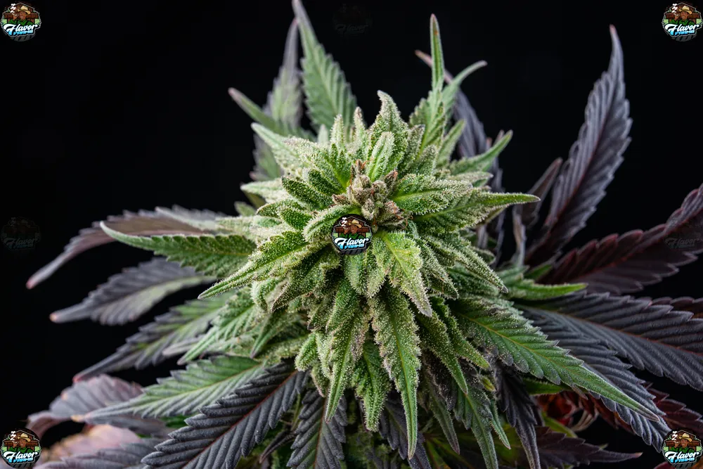 Road Runner Cannabis in DC