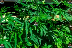 Baby Turtle Cannabis in DC