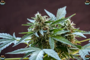 Cactus Jack Cannabis in DC