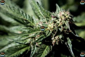 Dosi & Banana Cannabis in DC