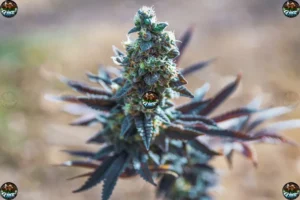Frosties Cannabis in DC