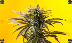 Melted Gushers Cannabis in DC