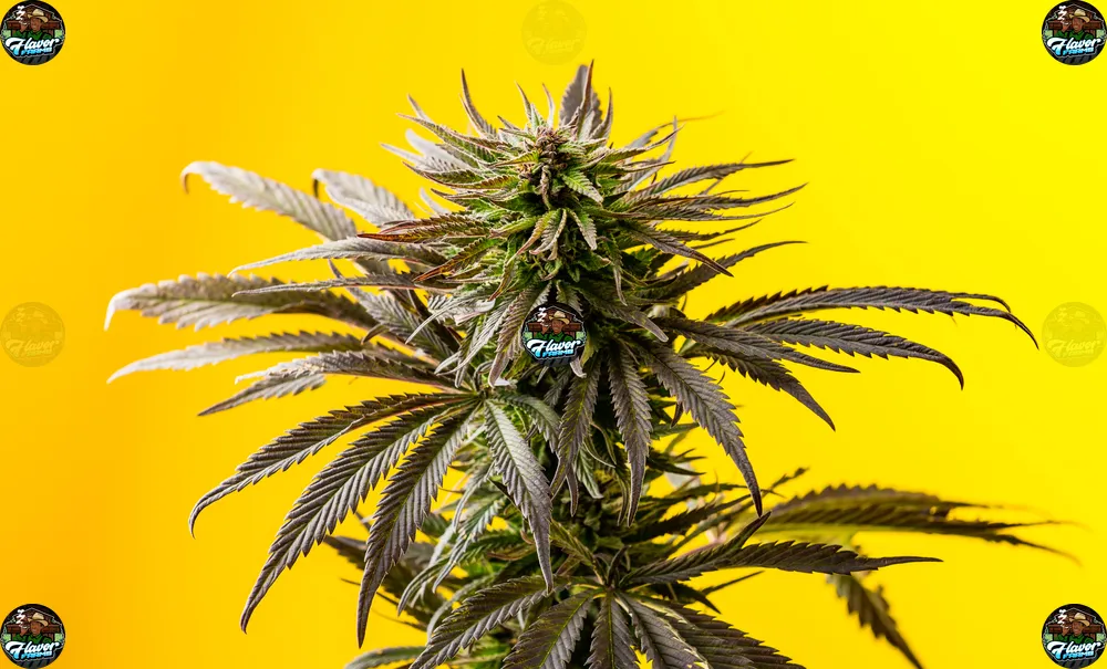 Melted Gushers Cannabis in DC
