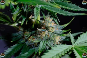 Pink Sherbert Cannabis in DC