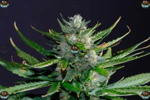 That Bada Cannabis in DC