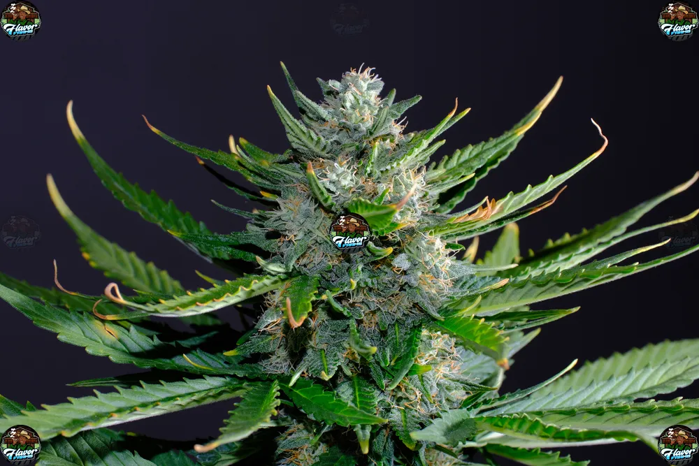 That Bada Cannabis in DC