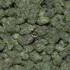 TK41 Cannabis