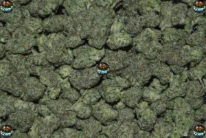 TK41 Cannabis