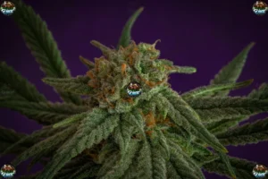 Route 65 Cannabis in DC