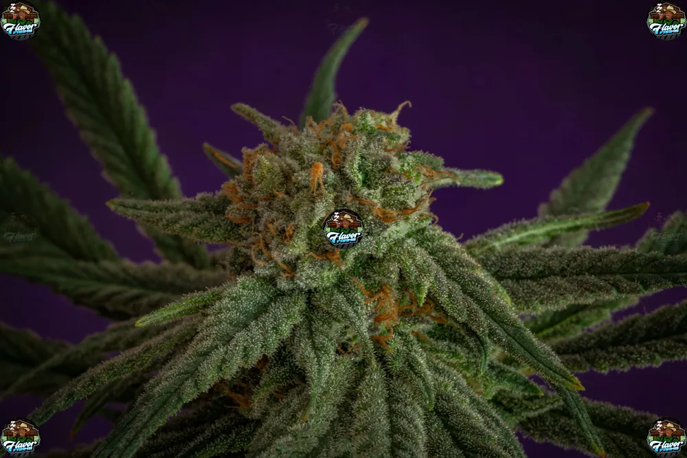 Route 65 Cannabis in DC