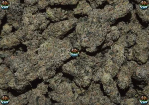 WONKA