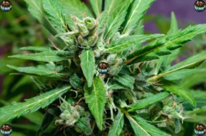 Wonka Cannabis in DC