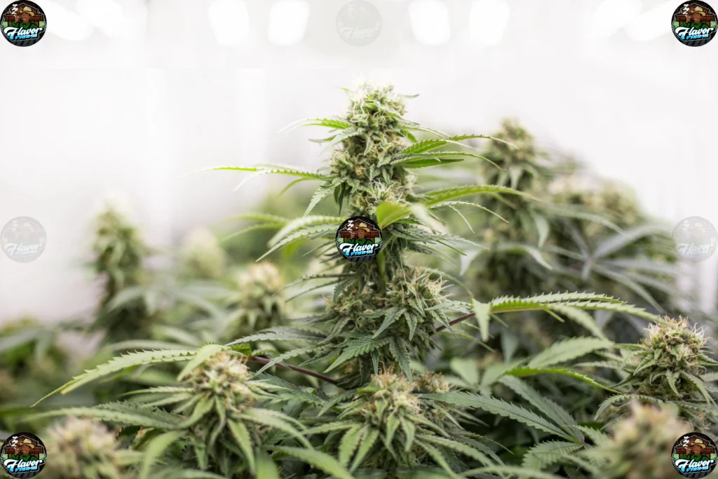 Berry Blast Cannabis in DC
