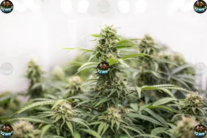 Berry Blast Cannabis in DC