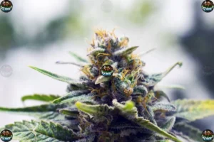 Biscotti X Zkittlez Cannabis in DC