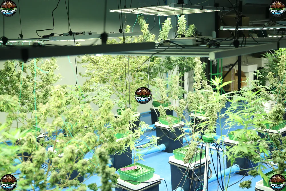 Lucky Gift Cannabis in DC
