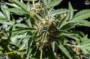 Skywalker OG Cannabis in DC