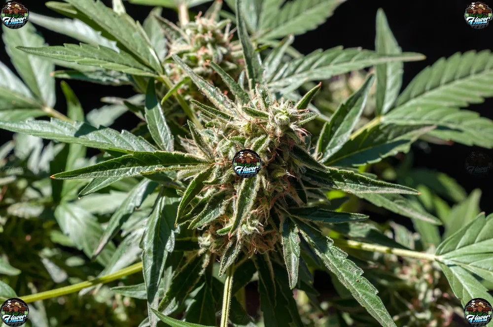 Skywalker OG Cannabis in DC