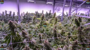 Hippie Crasher Cannabis in DC