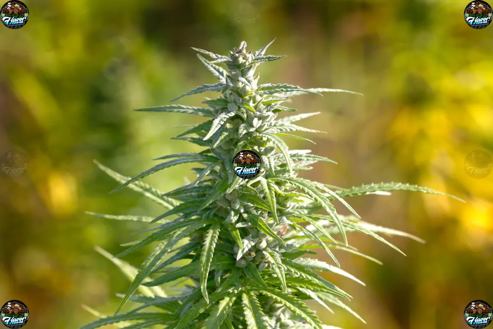 Maui Lemons Cannabis in DC