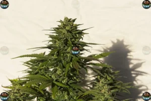 Zoapscottie Cannabis in DC