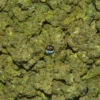 Black Tie weed