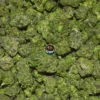 Candy Boy weed