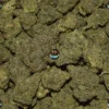 Super Diesel Cannabis