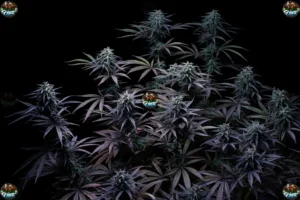 French Lotus Cannabis in DC