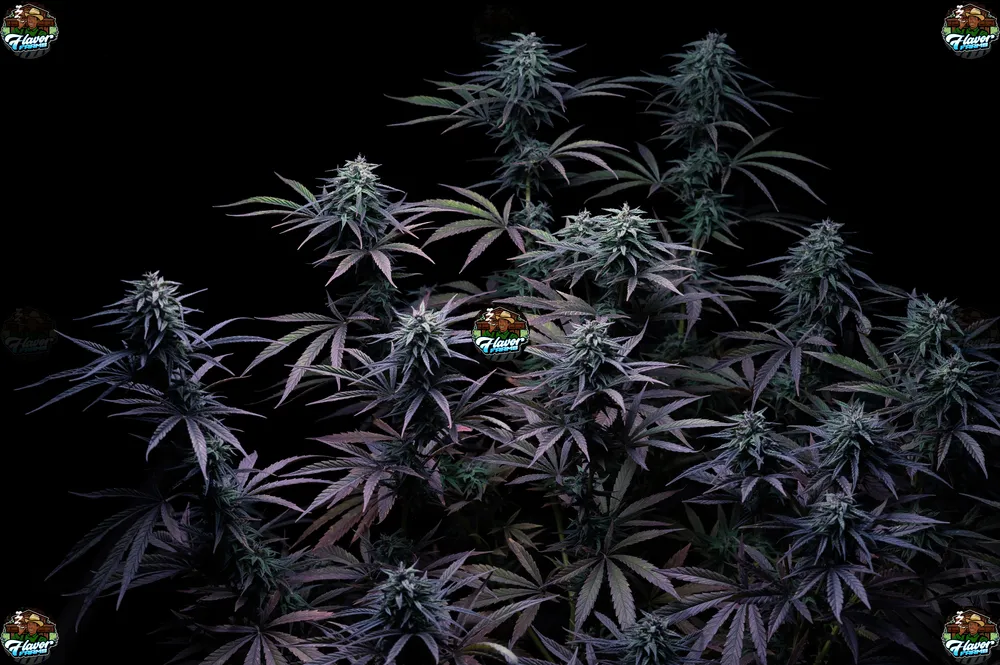 French Lotus Cannabis in DC