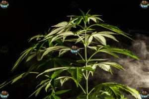 Galactic Gumbo Cannabis in DC