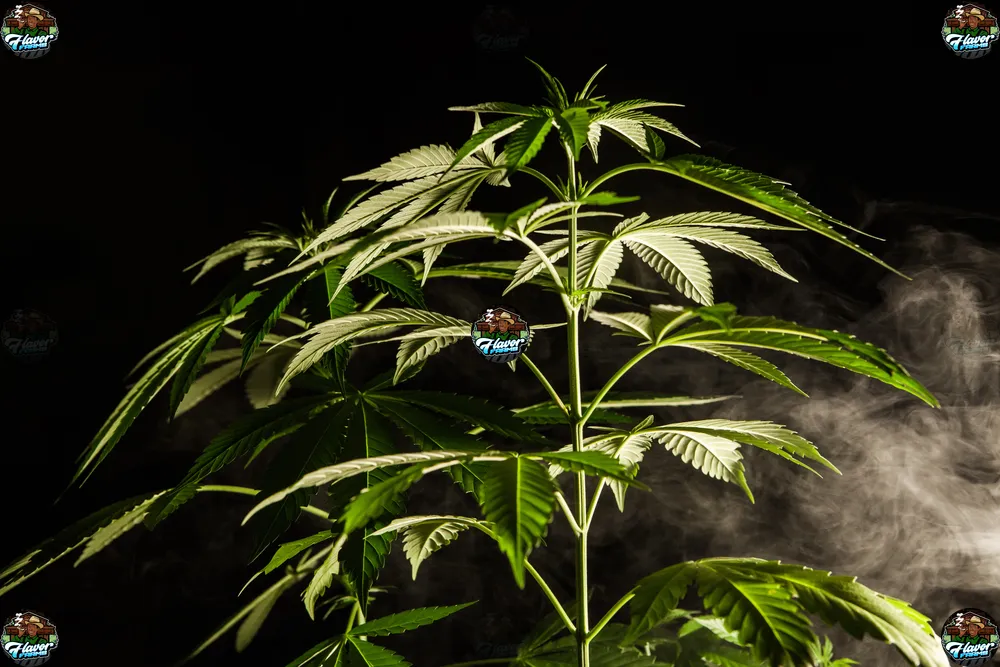 Galactic Gumbo Cannabis in DC