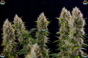 Hawaiian Haze Cannabis in DC