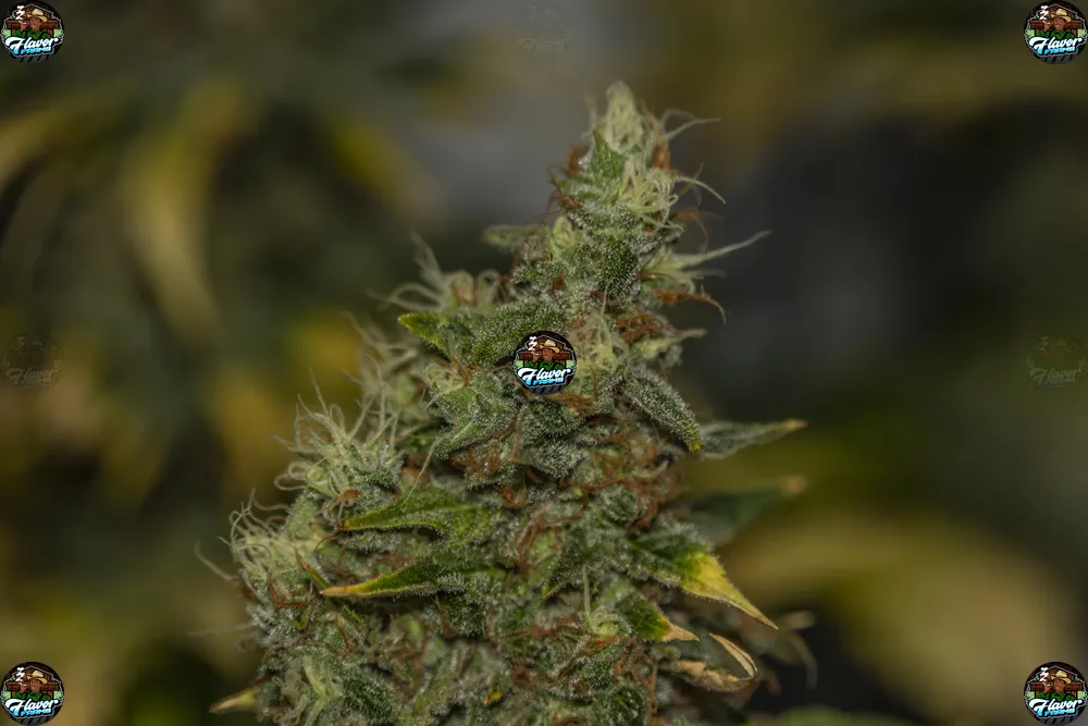 Orange Creamsicle Cannabis in DC