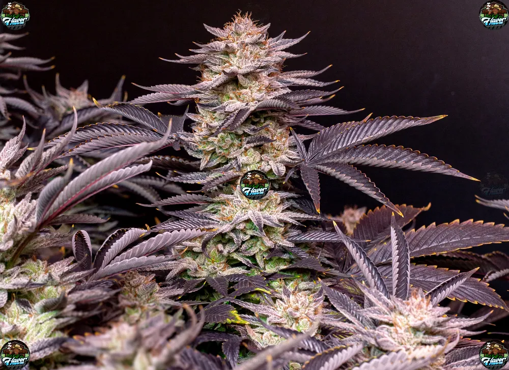 Purple Dino Cookies Cannabis in DC