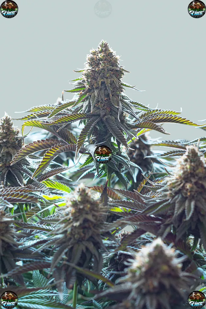 Purple Zkittlez Cannabis in DC