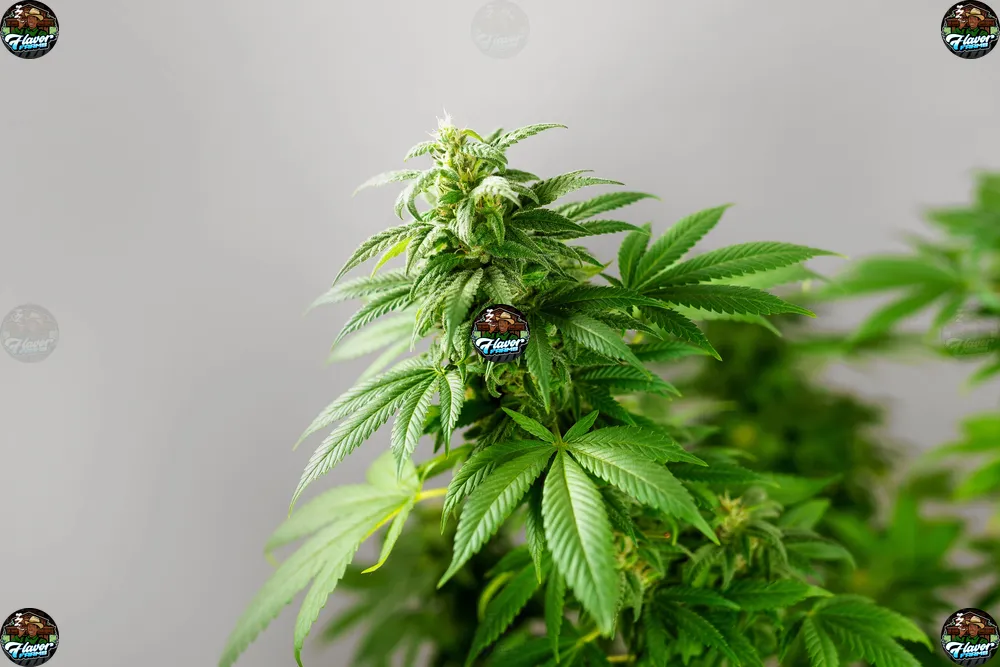 Affty Taffy Cannabis in DC
